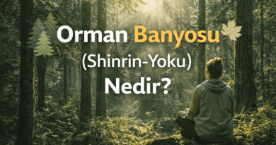 Orman Banyosu (Shinrin-Yoku): Zihin ve Beden İçin Doğal İyileşme
