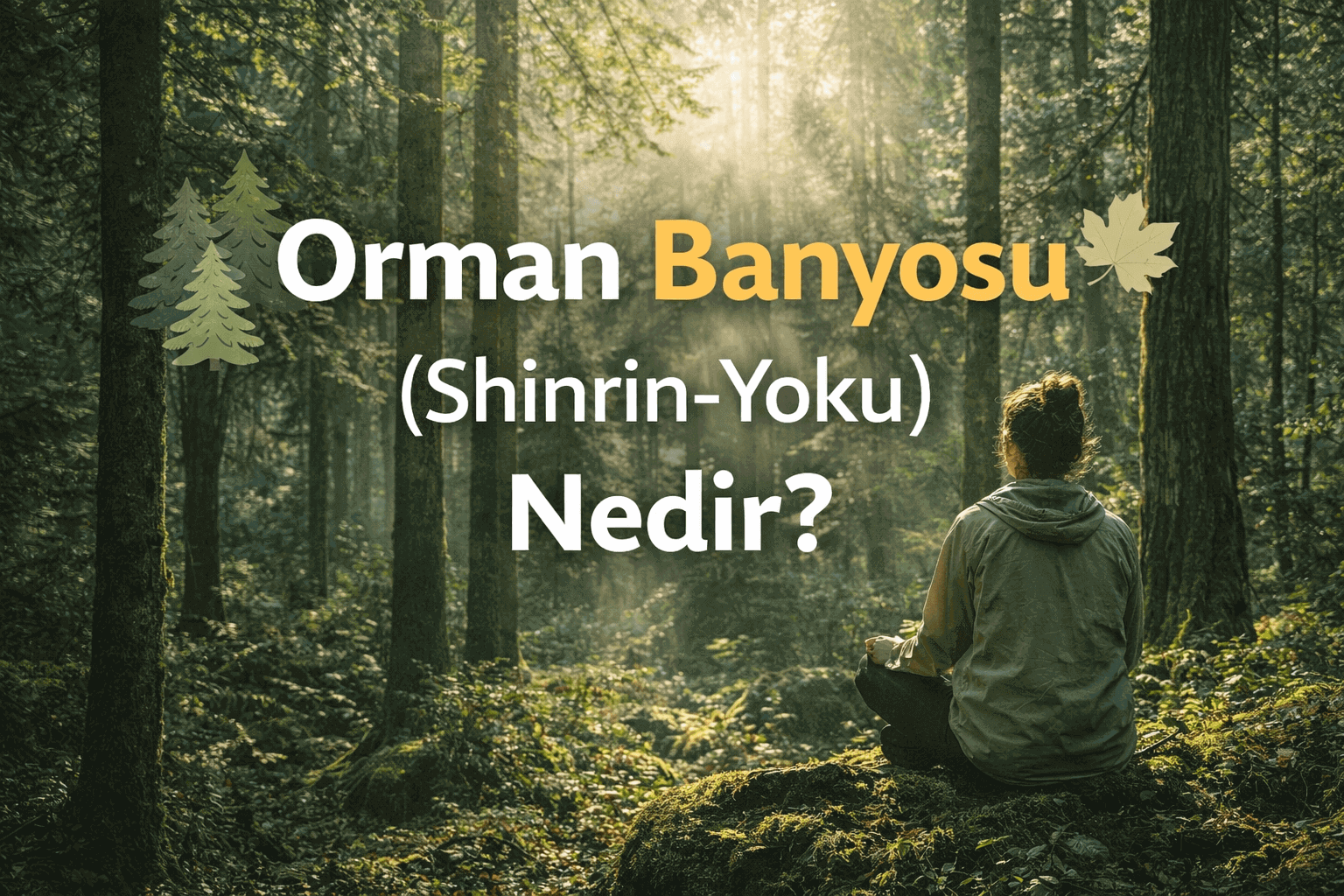 Orman Banyosu (Shinrin-Yoku): Zihin ve Beden İçin Doğal İyileşme