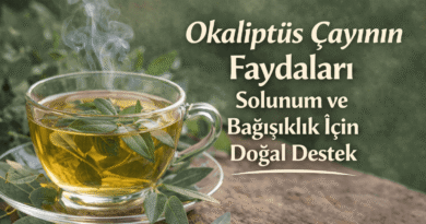 Okaliptüs Çayının Faydaları Solunum ve Bağışıklık İçin Destek