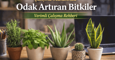 Çalışma Masasında Odak Artıran Bitkiler Verimli Çalışma Rehberi